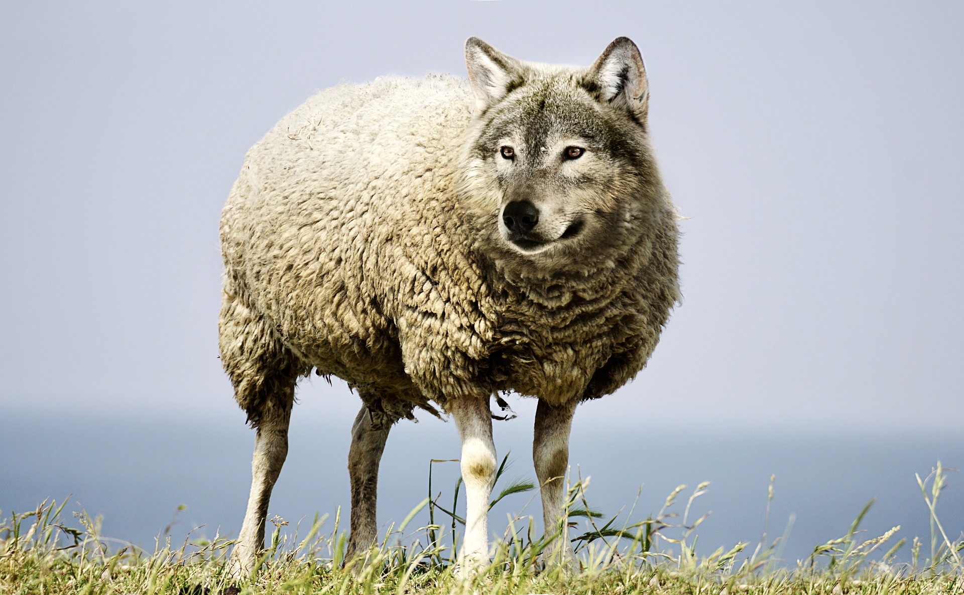 Wolf in Sheepâ€™s Clothing.